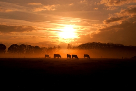 Cows in the Mist (Cropped)