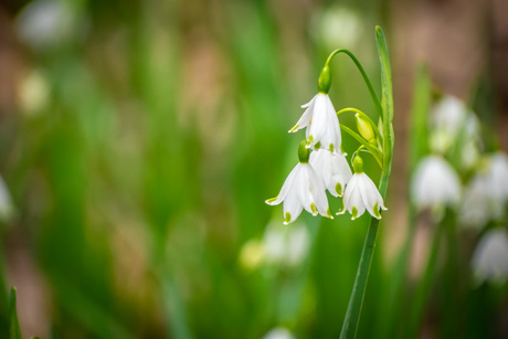 Bloemen in de lente