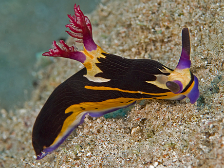 Nudi