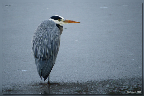 Blauwe Reiger