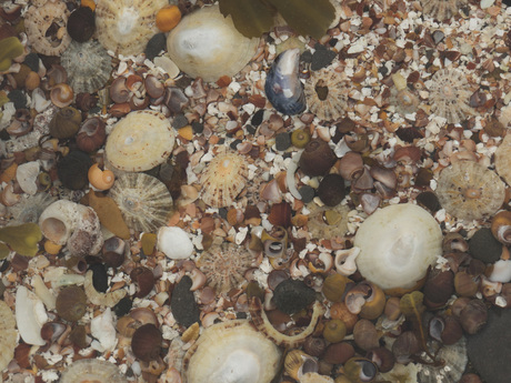 Rockpool op Pabay Island bij Skye in Schotland