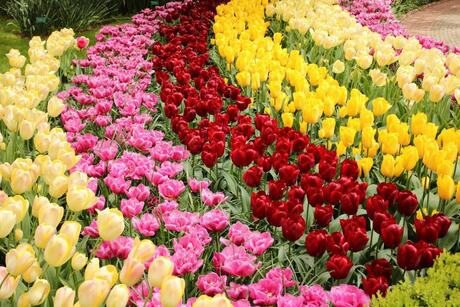 kleurige tulpen