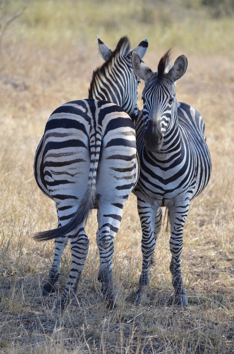 Zebra's in Zuid-Afrika
