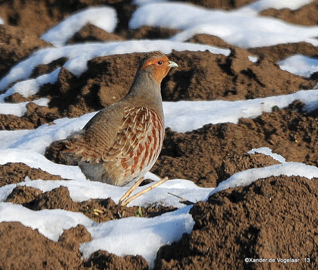 Vogel van het jaar 2013