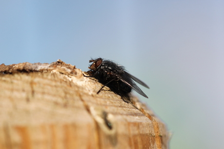 Vlieg op schuttingpaal