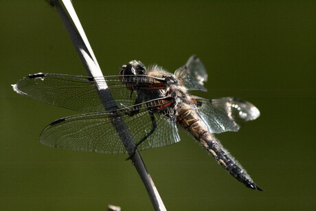 |Libelle..