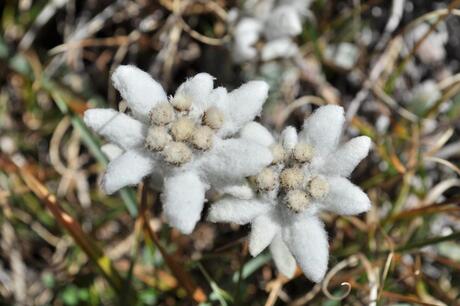 edelweiss