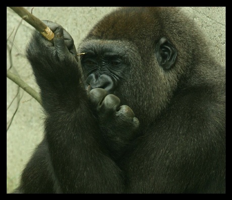 Tevreden gorilla