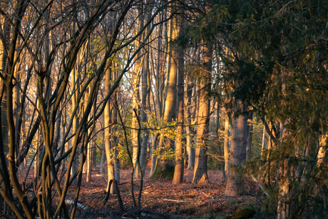 gouden herfstuurtje in het bos