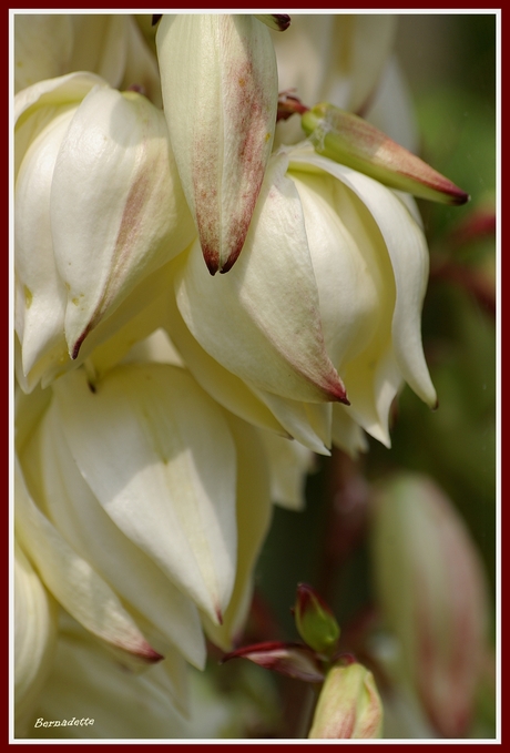 Yucca bloem