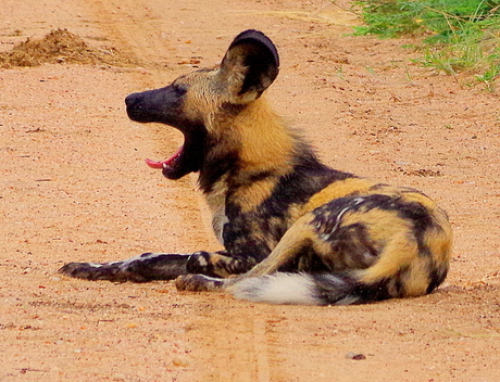 Wild Dog