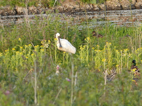 Lepelaar in Almere met gans op de voorgrond