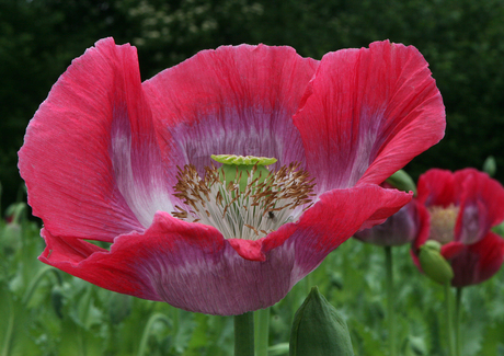 Papaver in bloei