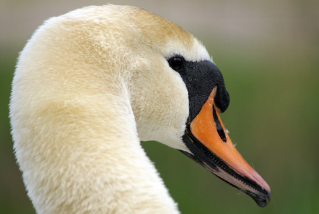 Portret van een zwaan