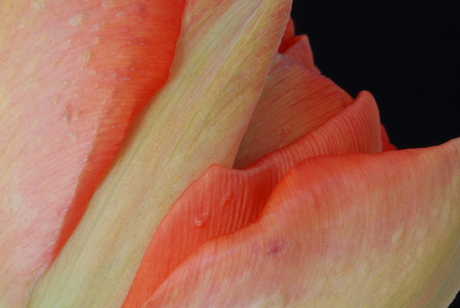 macro tulp