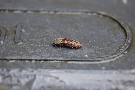 kakkerlak in de regen