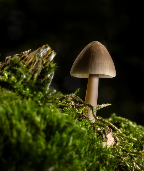 Mycena stipata (Bundelchloormycena)