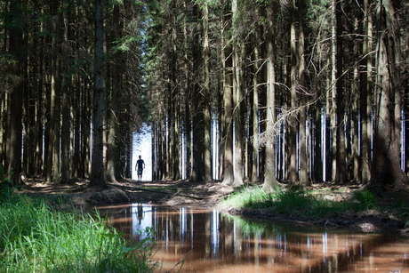 De ardennen