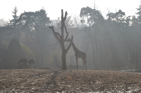 giraffe in amersfoort