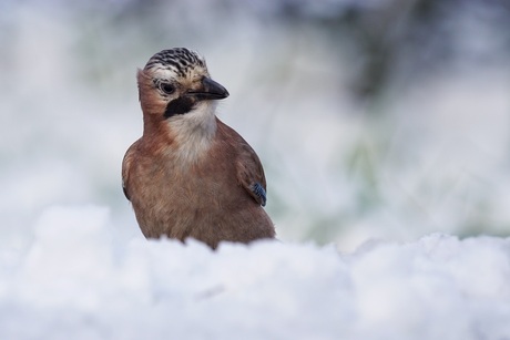 Nog meer sneeuw