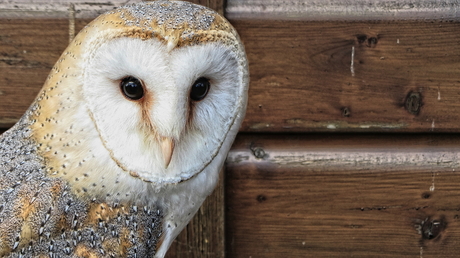 Barn owl