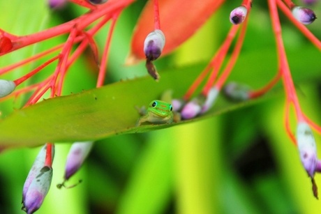 Hey there Little Gecko