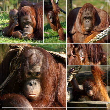 Collage van wat orang-oetans in de Apenheul