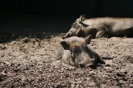 Pumba het wrattenzwijn