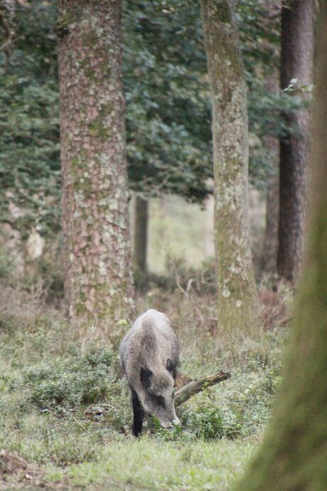 Wild zwijn