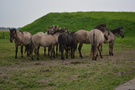 Horses