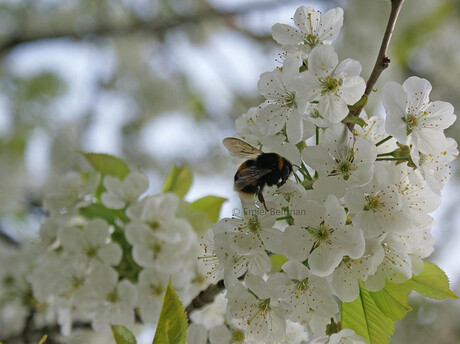 Hommel