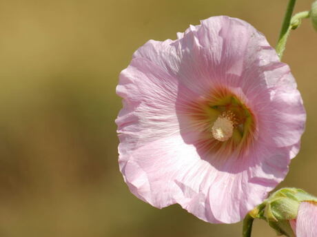 Pink flower