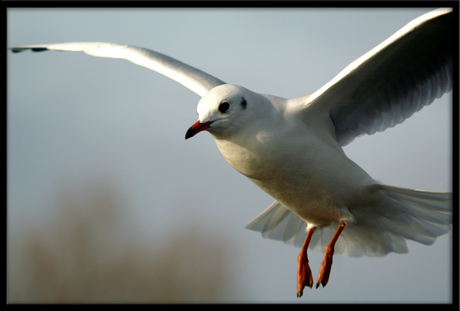 Is er nog brood?