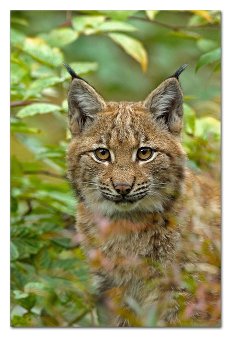 Portret Lynx