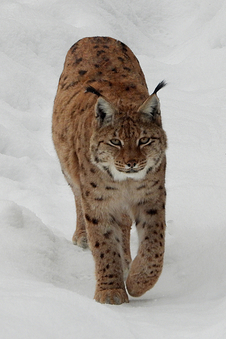 Lynx in de sneeuw