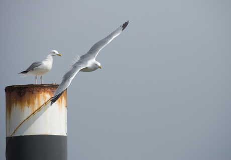 Meeuwen op meerpaal