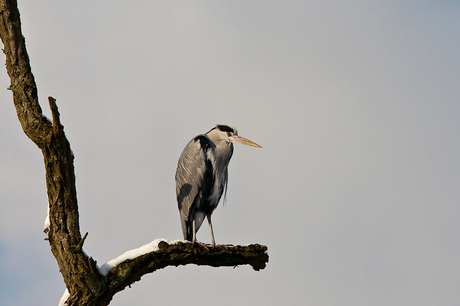 Takkenreiger