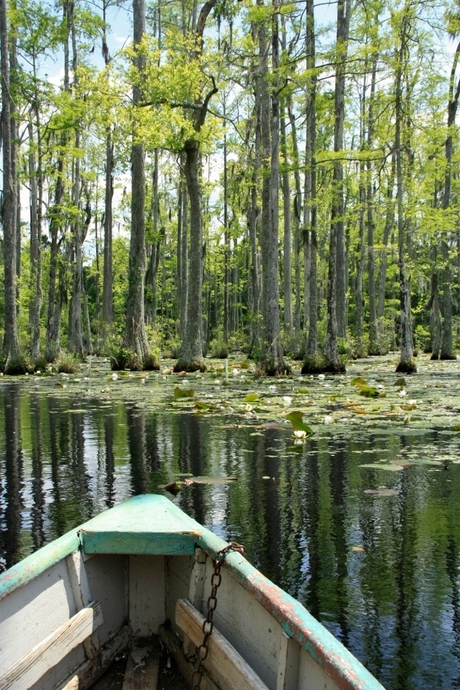 Swamps