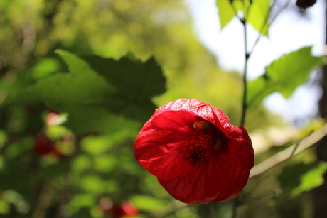 rood en groen