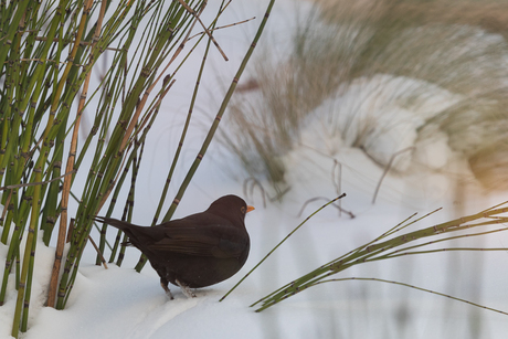 Merel in winterse sferen