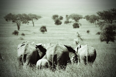Kudde olifanten op de Serengeti vlakte