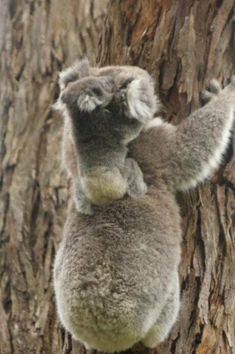 Koalabeertje met baby