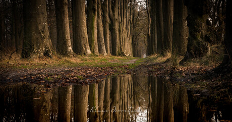 Laan in spiegelbeeld