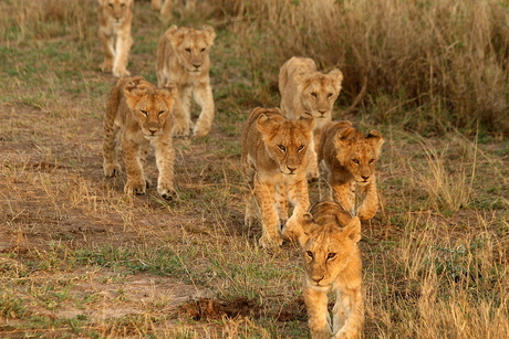 Leeuwenfamilie Tanzania