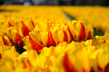 tulpen-6615-2.JPG