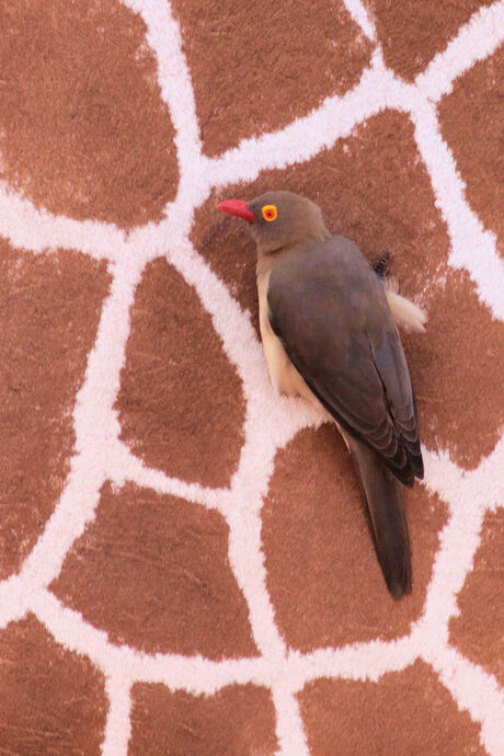 Red-billed Oxpecker