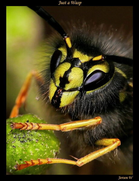 Just a Wasp...