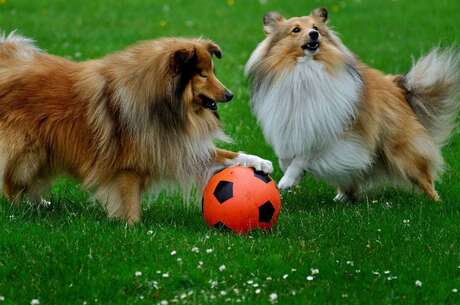 Sheltie