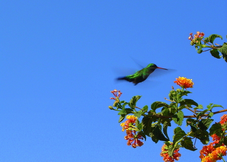 Kolibri in vlucht