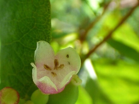 kleine bloem